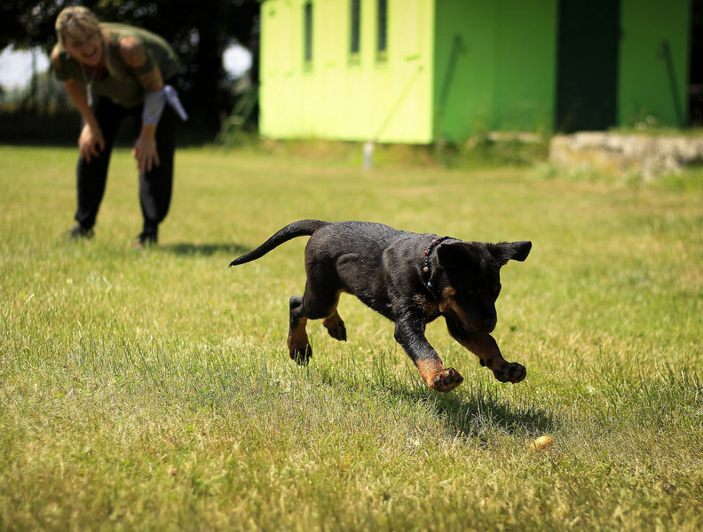 How to Train a Gun Shy Dog